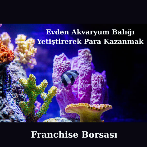 Evden Akvaryum Balığı Yetiştirerek Para Kazanmak